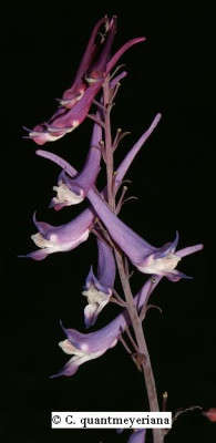 C.quantmeyeriana_2006.JPG