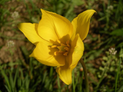 T._sylvestris_odorata.JPG
