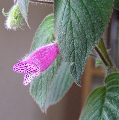 seemannia_gymnostoma_u33-bolivia.jpg