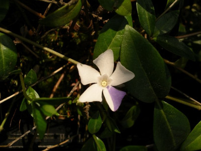 Vinca_minor.JPG