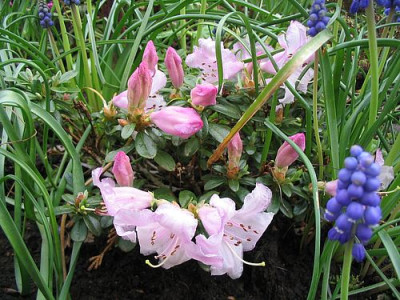 Rhododendron_pemakoense_fars.jpg