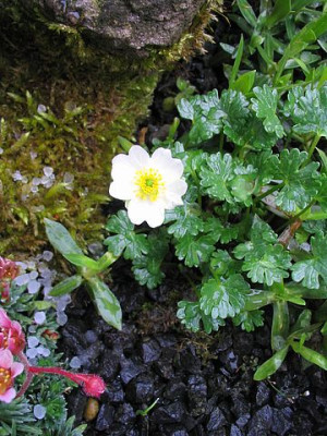 Ranunculus_glacialis_fars.jpg