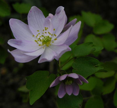 Anemonella_hybr.JPG