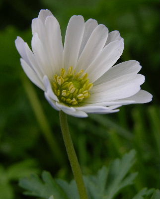 Anemone_apennina.JPG