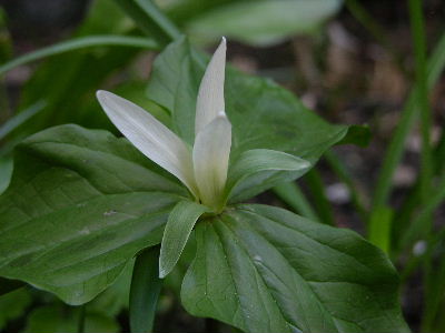 trillium_dix.JPG
