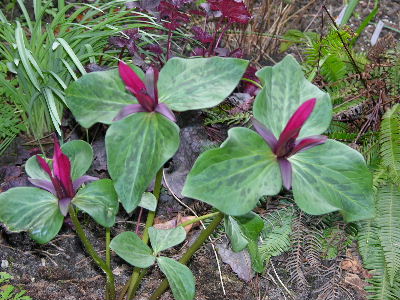 Trillium_fragezeichen.JPG