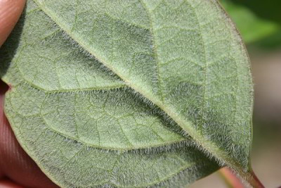 IMG_1244_ePaeonia_obovata_ssp_obovata_Blattunterseite.JPG