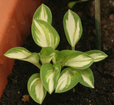 hosta_pandoras_box_3113.jpg