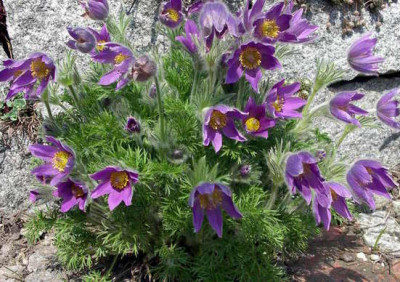 Pulsatilla_vulgaris_2006-04-25.JPG