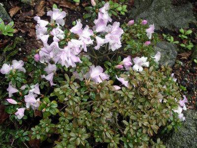 Rhododendron_pemakoense_2006-04-29.JPG
