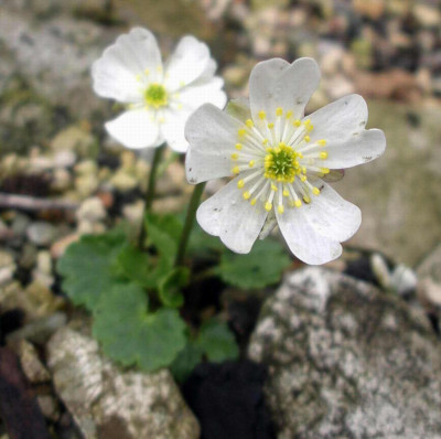 Ranunculus_bilobus_2006-04-29.JPG