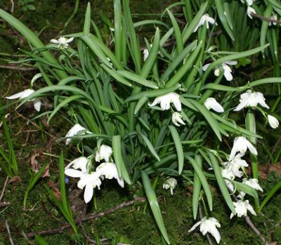 Galanthus_gefullt.JPG