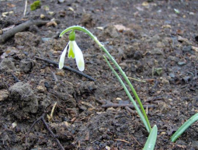 galanthus_groen_verkleind_w.JPG