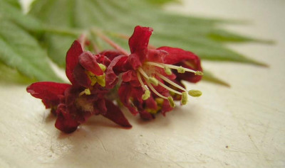 77Acer_jap_Vitifolium_F.jpg