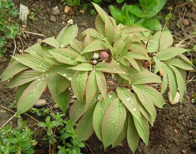 77Paeonia_officinalis_220406.jpg
