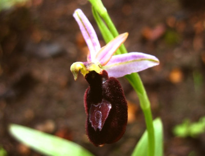 Orchis.jpg