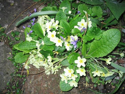 Primula_vulgaris_echt.jpg