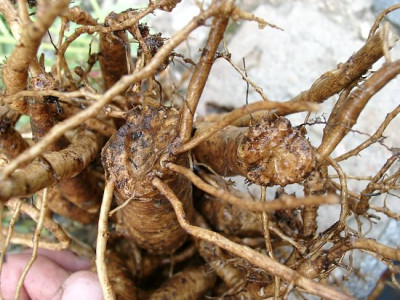 06060030_ePaeonia_officinalis_Anemoniflora_Wurzel.JPG