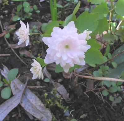 Anemonella_fars.jpg