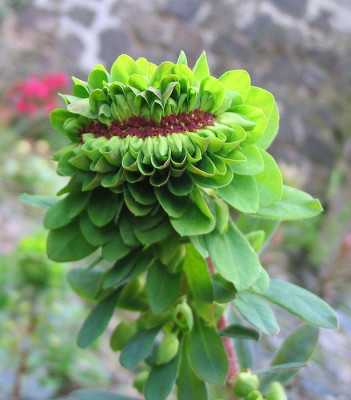 Euphorbia_fars.jpg