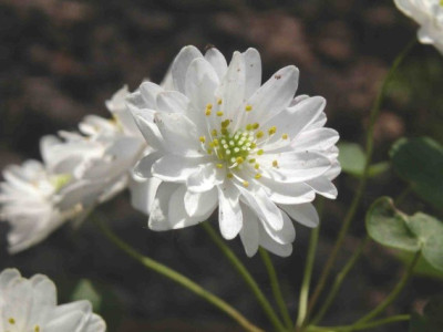 Anemonella_thal._Diamant_25_.jpg
