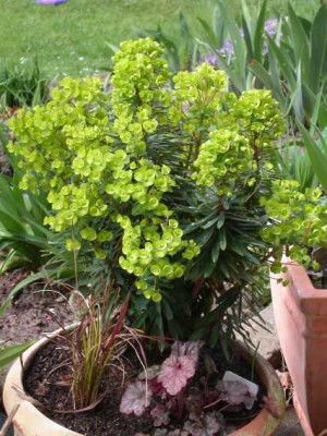Euphorbia_Redwing_Charam_29.04.06.jpg