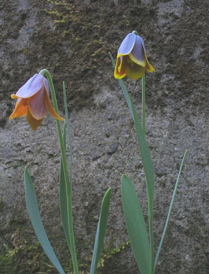 Fritillaria_pinardii.jpg