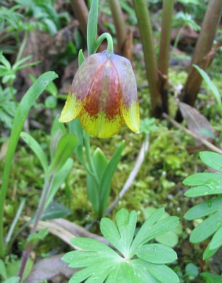 Fritillaria_michailovskyi_fars.jpg