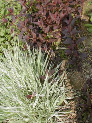 Lysimachia_und_Phalaris.jpg