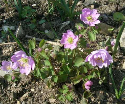 Anemonella_v._Katrin.jpg