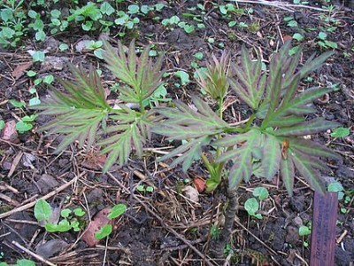 Paeonia_delavayi_var_angustiloba.jpg