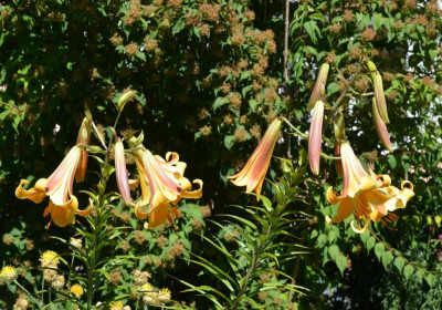 Lilium-AfricanQueen.15-1.jpg