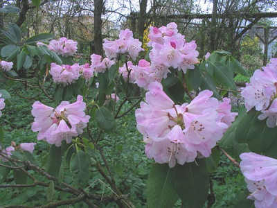 Rhododendron_oreodoxa_fars.jpg