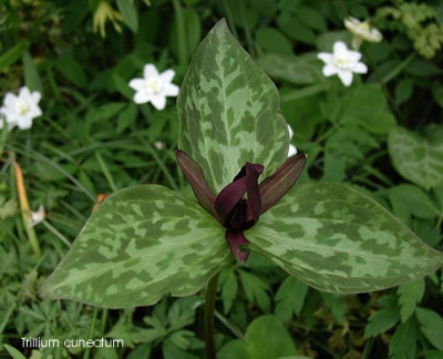 Trillium_cuneatum_L.JPG