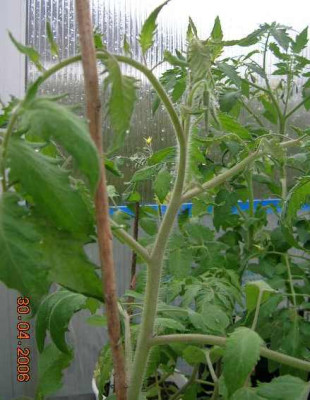 Federle_Knospen.jpg