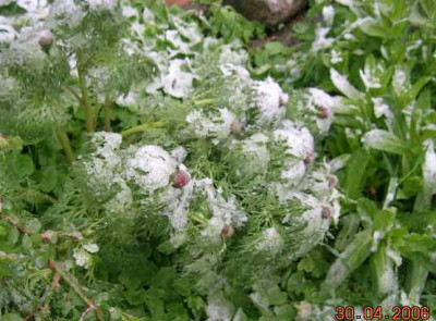 Paeonie_tenuifolia_im_schnee.jpg