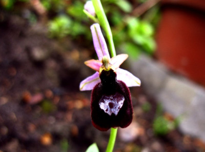 Ophrys_b.jpg