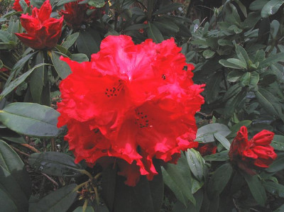 Rhododendron_fars.jpg