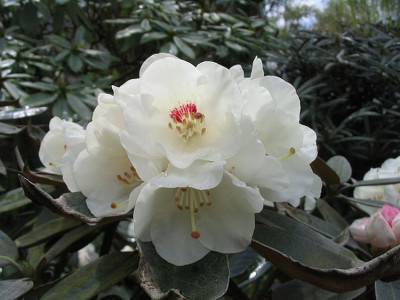 Rhododendron_pachysanthum_fars.jpg