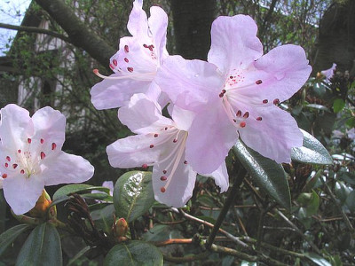 Rhododendron_rubiginosum_fars.jpg