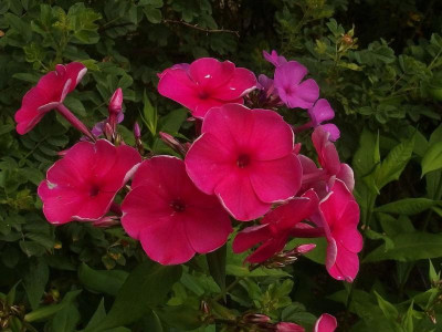 78.Sä.2014_Ga 2_P7101185.JPG