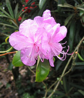 Rhododendron_mucronulatum_fars.jpg