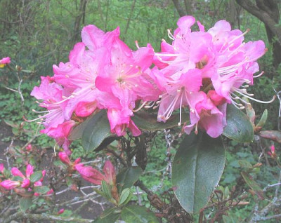 Rhododendron_unbekannt_fars.jpg