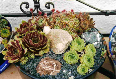 Sempervivumtopf.jpg