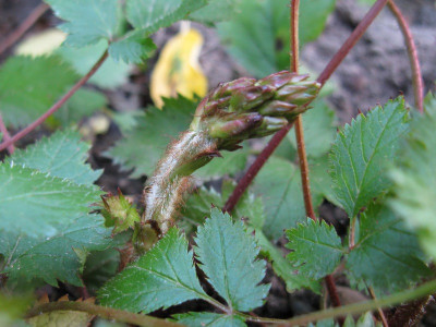 Astilbe Tiarello Knospe (Kopie).jpg