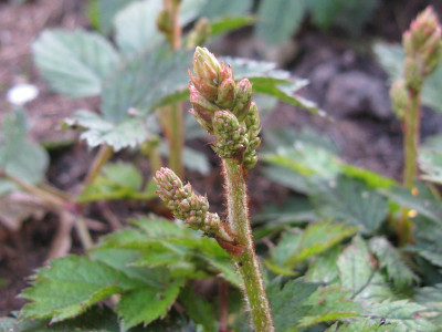 Pumila Knospe (Kopie).jpg