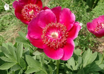 05180019_ePaeonia_officinalis_Anemoniflora.JPG