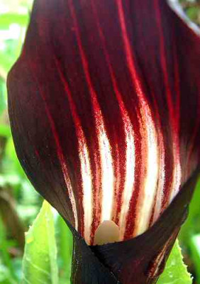 A.serratum.jpg