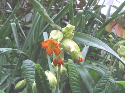 Primula_veris_orange.jpg