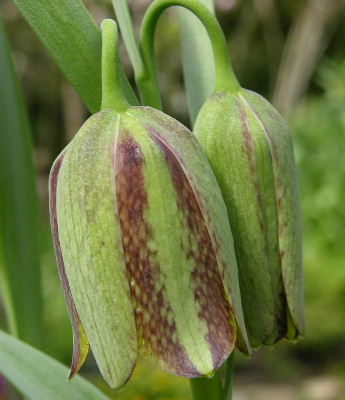 Fritillaria_hermoni.JPG
